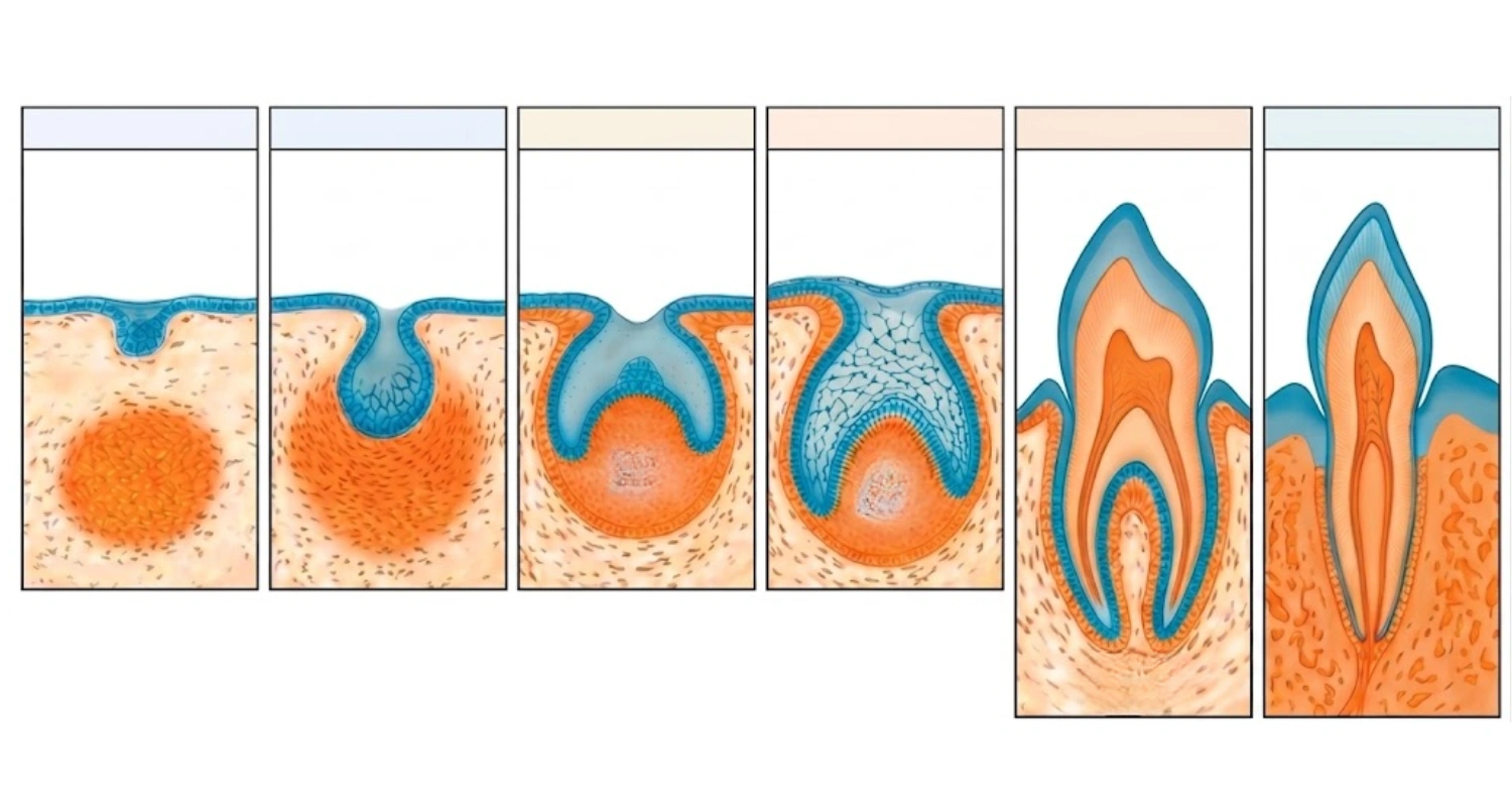 Tooth Formation Stages Stage by Stage Overview